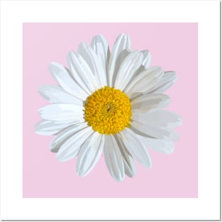White marguerite blossom on light pink Posters and Art
